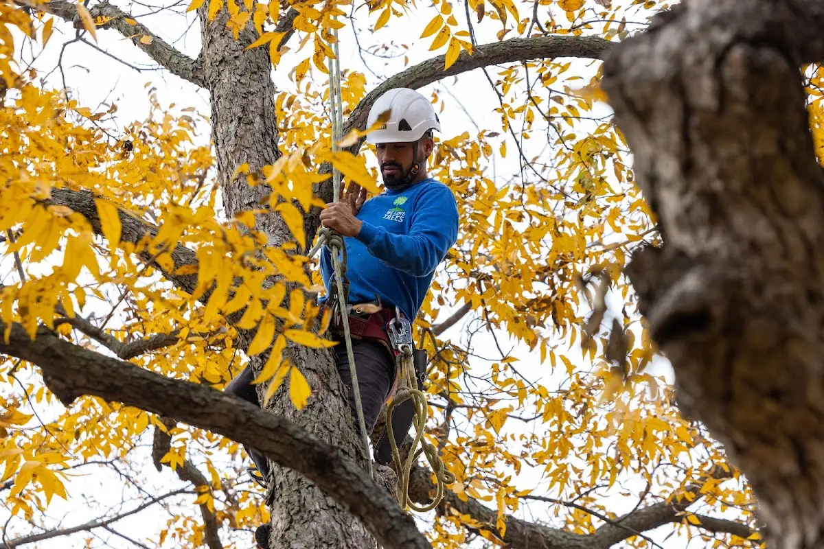 Skilled Tree Planing crew working in Seminole