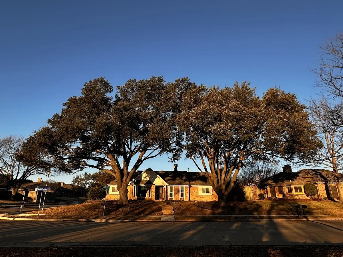 Established residential canopy tree shading a home in Seminole